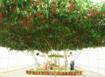 10,000개의 고추가 빨갛고 탐스럽게 달려있는 고추나무
