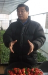 이석우 남양주시장, 유기농 딸기 수확 체험