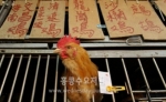 홍콩, 조류독감 공포로 닭고기 없는 청명절