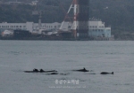 흑범 고래, 홍콩 깜짝 출현