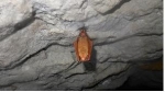 치악산국립공원, 19년만에 붉은박쥐 재발견