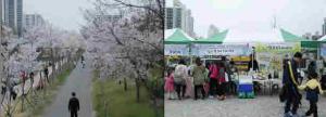 2016년 계양서부간선수로 벚꽃축제 개최