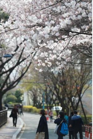 남구, 수봉공원 ‘벚꽃 걷기 대회’ 개최
