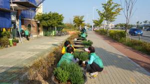 김포시 김포2동, 가로변 경관 개선 위한 청송로변 국화 700본 식재