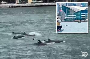 빅토리아 항구에 흑범고래 100여마리 포착