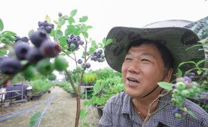 천안유영농원, 불루베리 따먹기 무료 체험행사