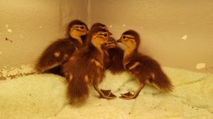 대한뉴스(포토) 인천시 야생동물구조관리센터,어미잃은 아기새들 100일만에 자연의 품으로