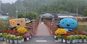 대한뉴스(포토) 포천 한탄강 세계지질공원센터, 가을꽃 향기로 물들다