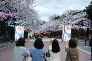 대한뉴스(포토)렛츠런파크 서울 ‘야간 벚꽃축제’ 4년 만에 재개... 4월 1일∼9일, 9일간 11시∼21시 주·야간 운영