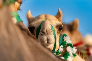 사우디아라비아 문화부, 2024년을 ‘낙타의 해’로 지정