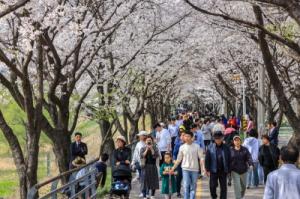 벚꽃 만개한 양평군, 제7회 갈산 누리봄 축제 성황리에 마무리